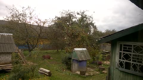 how the birds helped to collect the grapes.