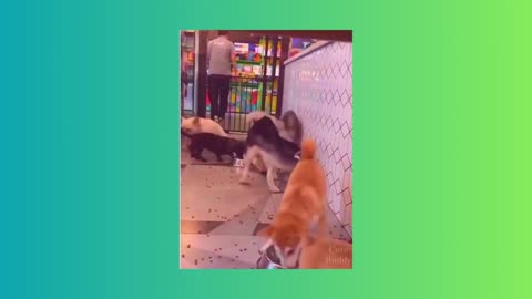 "Ultimate Fluff-off: Adorable Doggos Compete in a Cuteness Showdown! 🐶🏆 | Viral Video Alert!"