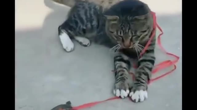 😻 Funny Animal Video 😃😀