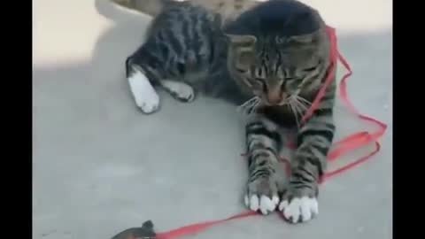 😻 Funny Animal Video 😃😀