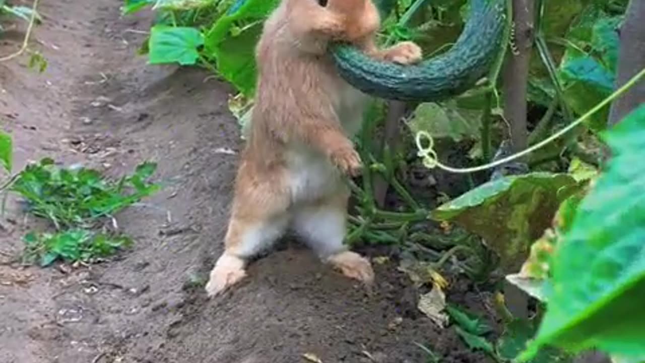 The little bunny is sneakily eating cucumbers in the cucumber patch