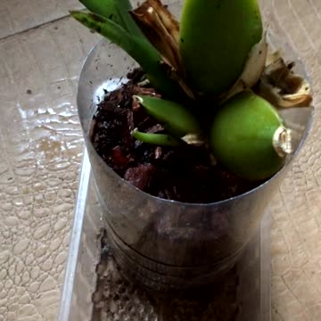 Odontoglossum Sp. Orchids