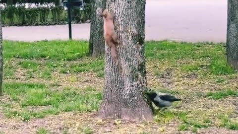 birds chase squirrels on trees _shorts _ funny video