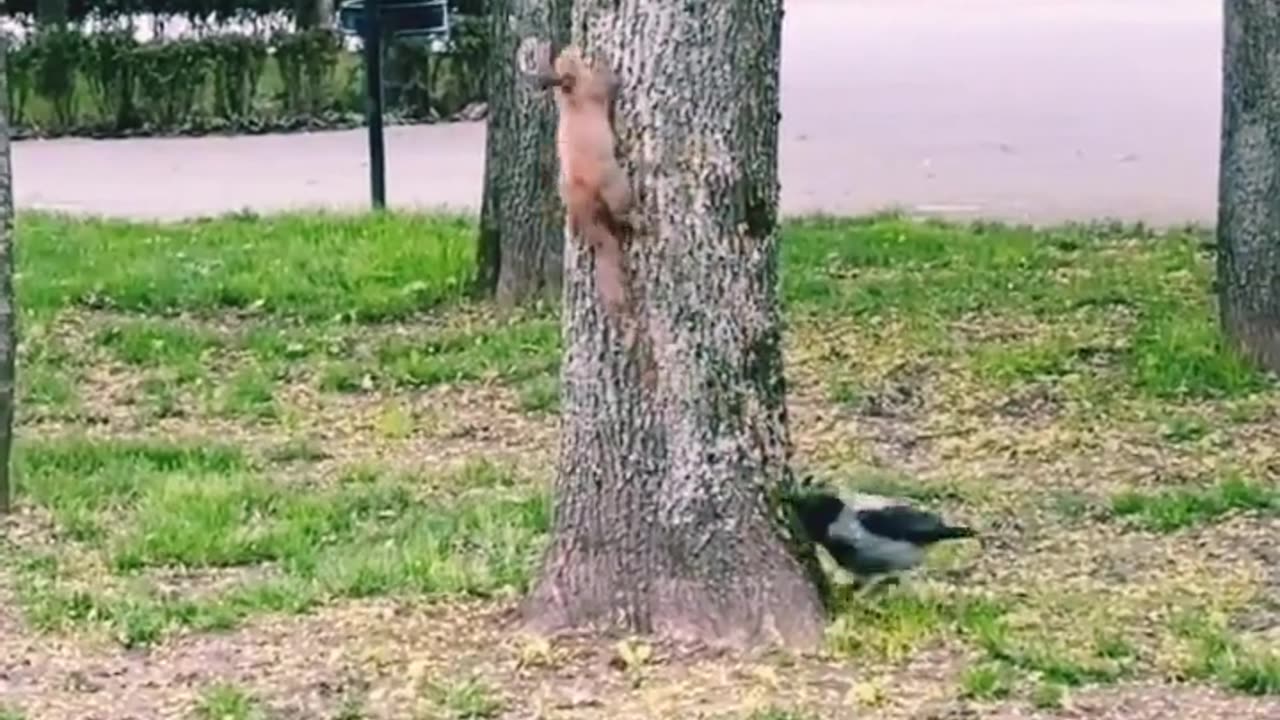 birds chase squirrels on trees _shorts _ funny video