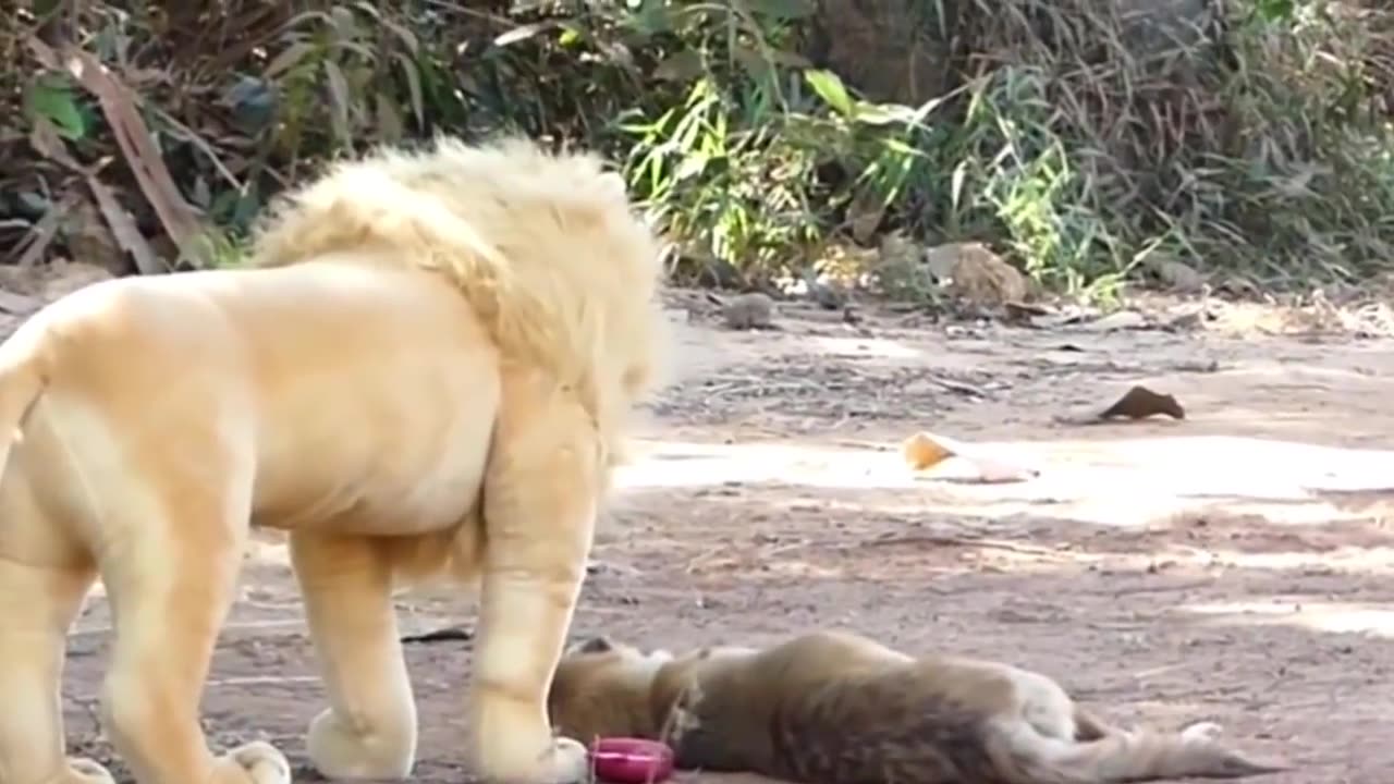 Fake Lion and Fake Tiger Prank To dog