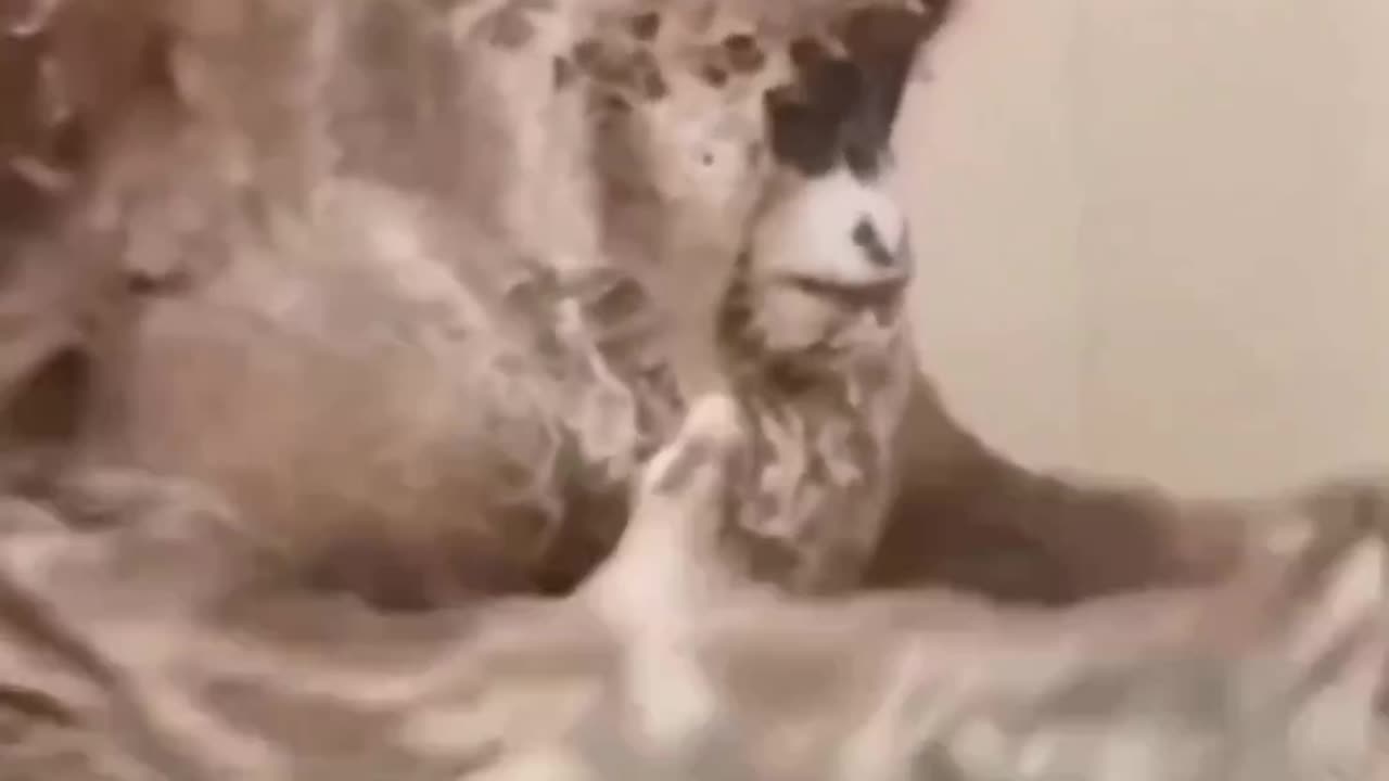 Man Becomes Monkey