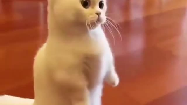 a short video of a funny cat trying to become a cruise ship captain