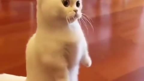 a short video of a funny cat trying to become a cruise ship captain