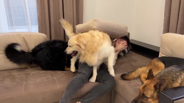 My Dogs React to Me Crying