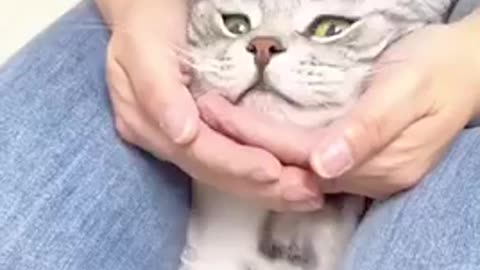 Funny and cute cats videos