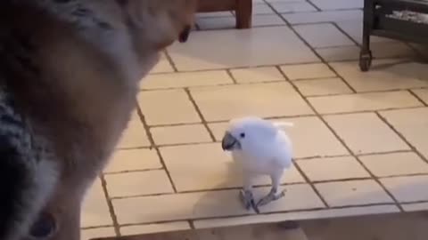 FEARLESS PARROT BARKS AT THE DOG