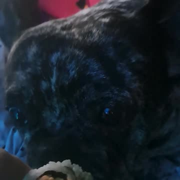 Frenchie Eats Sushi