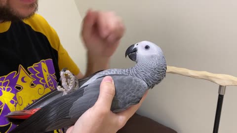 What a Trained African Grey Parrot Is Like_p3