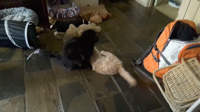 Ragdoll kitten playfully attacks black cat that refuses to play