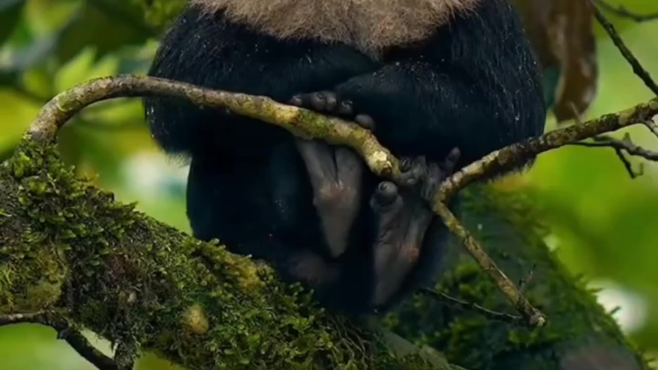 Liontail macaques or Wanderoos are black with gray ruffs and tufted tails an endangered species they are found only in a small area of southern India