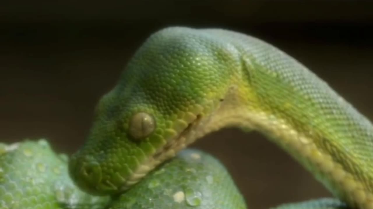 Green python