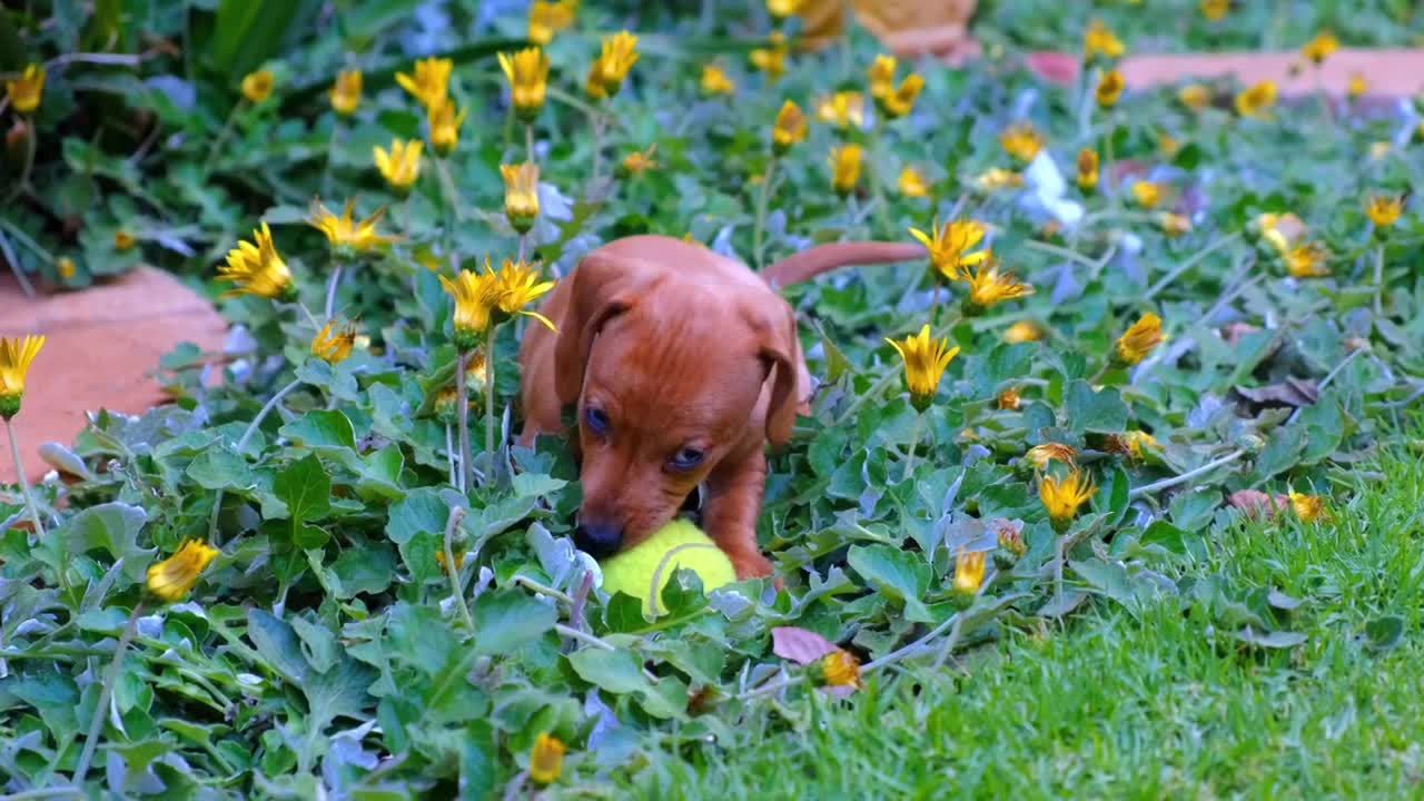 Funny Dog - Puppy Play With Ball