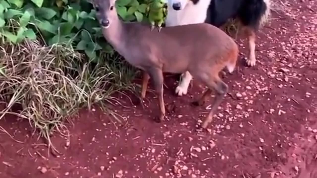 The dear, Dog and the Parrot are Friends💞😍