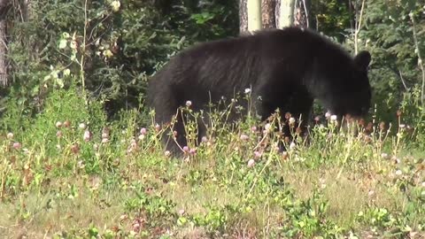 Black Bear Bear Baby Yukon Canada Baby Bear