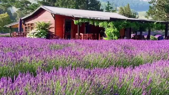 The best Lavender fields in New Zealand!