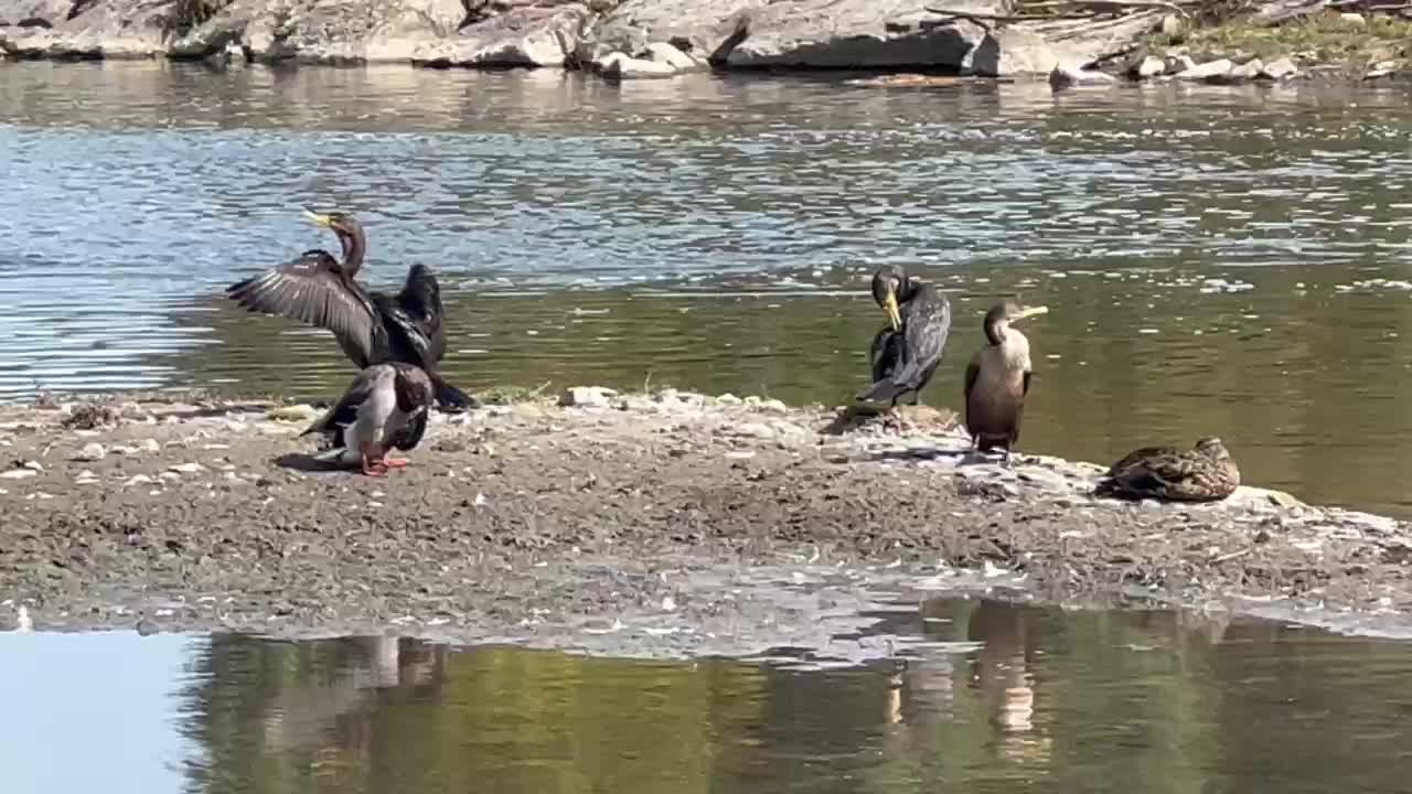 Angry Birds... Cormorants 🤣