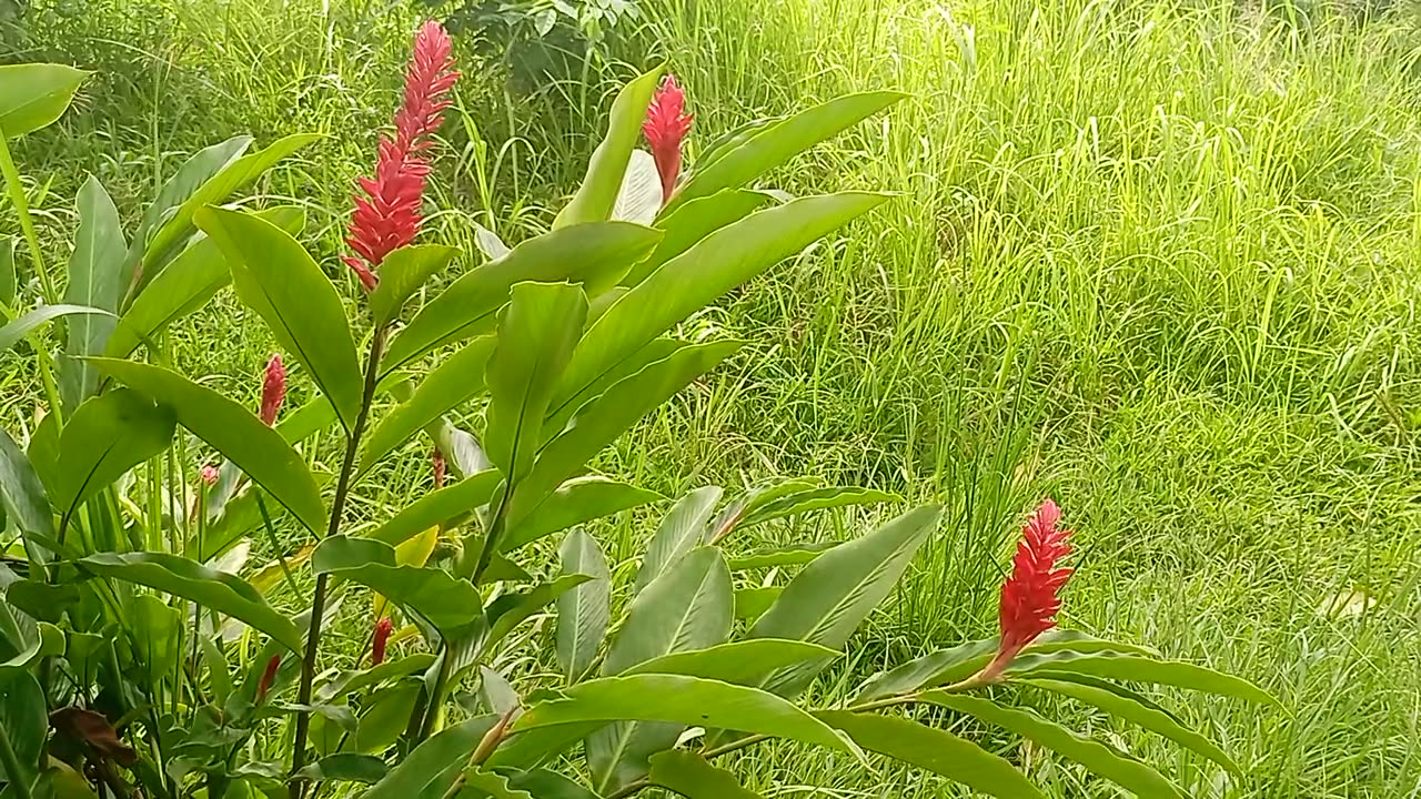 Red & Green For Relax