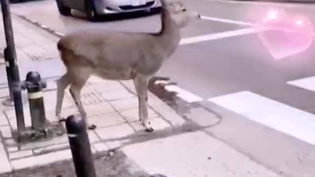 Praise the driver and care for animals