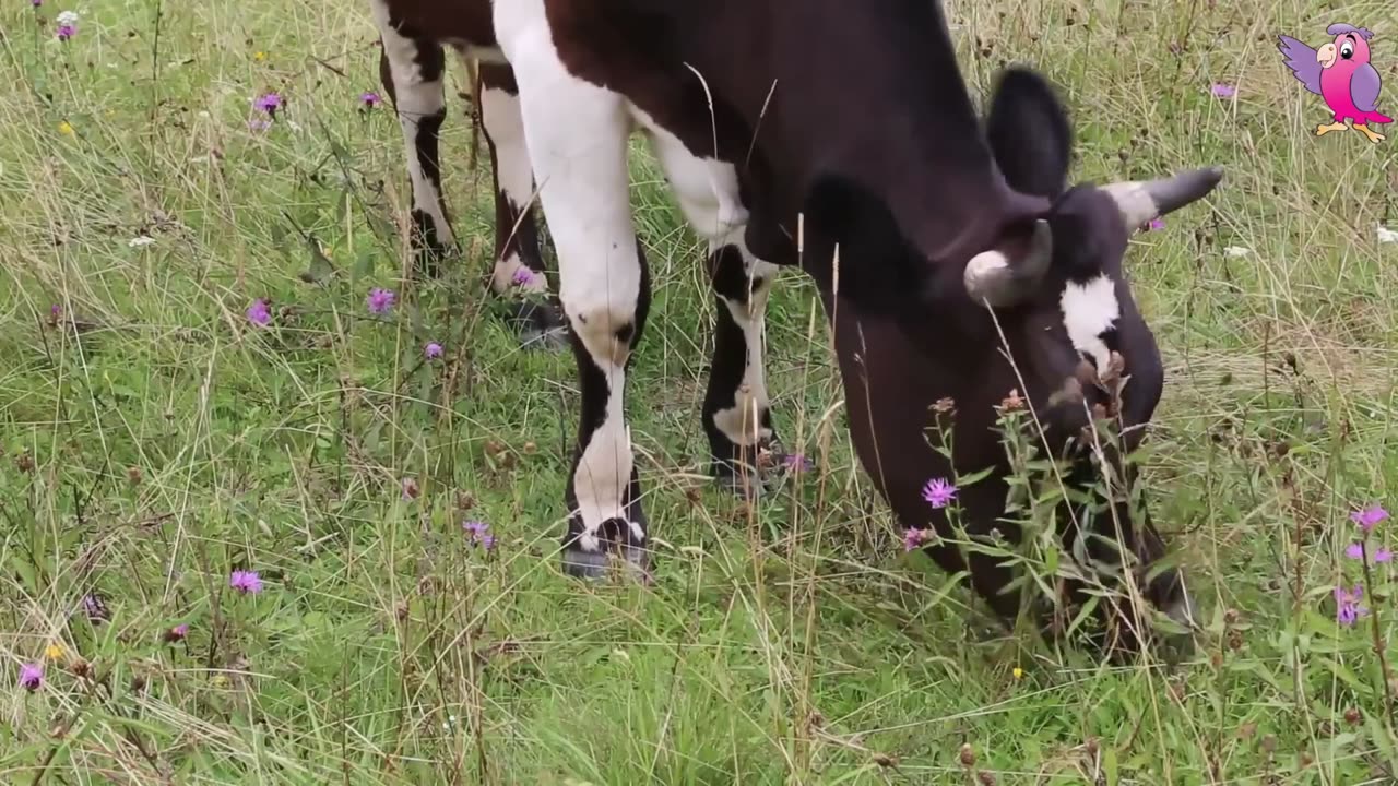 COWS MOOING AND GRAZING IN A FIELD