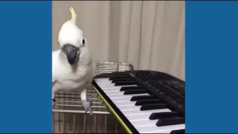 Look amazing! Cockatoo play with piano