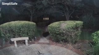 Fox Rings Doorbell During Late Night Visit