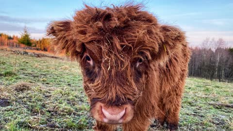 Scottish Highland Cattle In Finland mmmhay