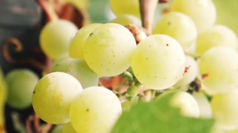 Grape Harvesting #grapes #vines #farming