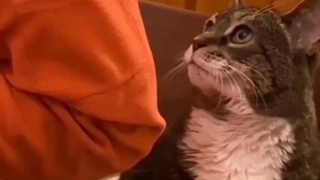 The cat is calling his boss repeatedly but his owner isn't looking at her.