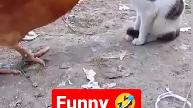 funny😂#shorts#ytshorts #youtubeshorts#cockvscat #catshorts#catslover #catsvirals #viralshorts#viral