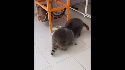 Cute Raccoon enjoy/ funny compilation.