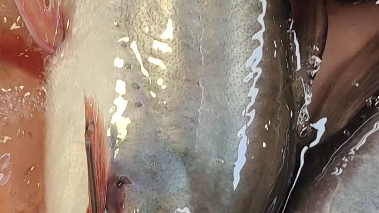 Amazing Pangas Fish Live Video In Fish Market l Best Pangas Video#shorts