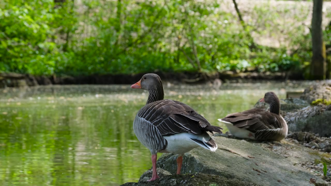 Ducks chilling on the rocks by the river