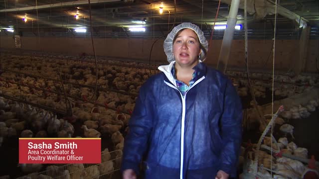 Monitoring and Maintaining Chicken Health