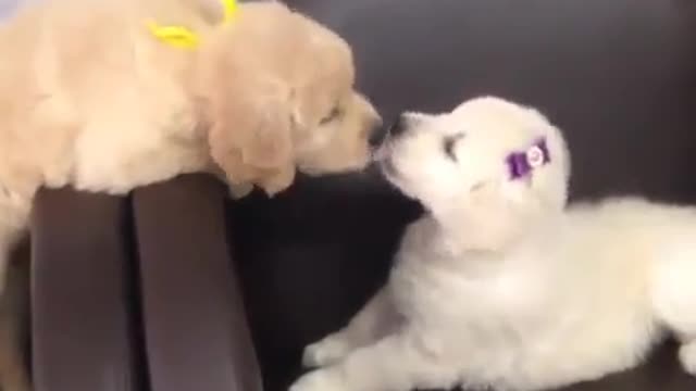 Funny Dog Kiss