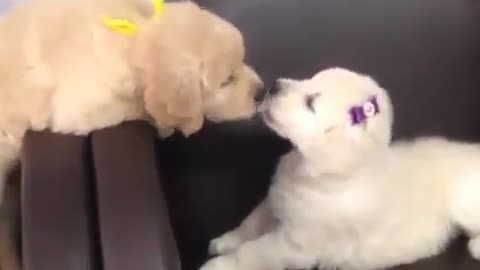 Funny Dog Kiss