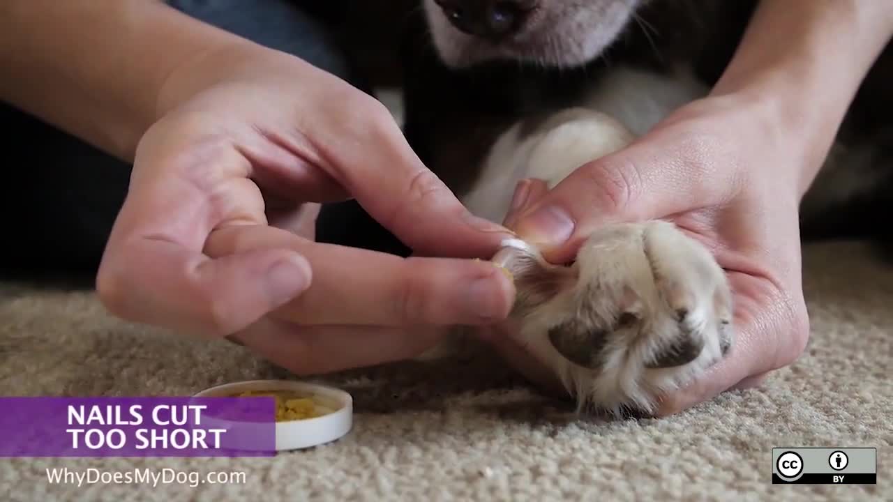 What To Do If Dog's Nails Are Bleeding