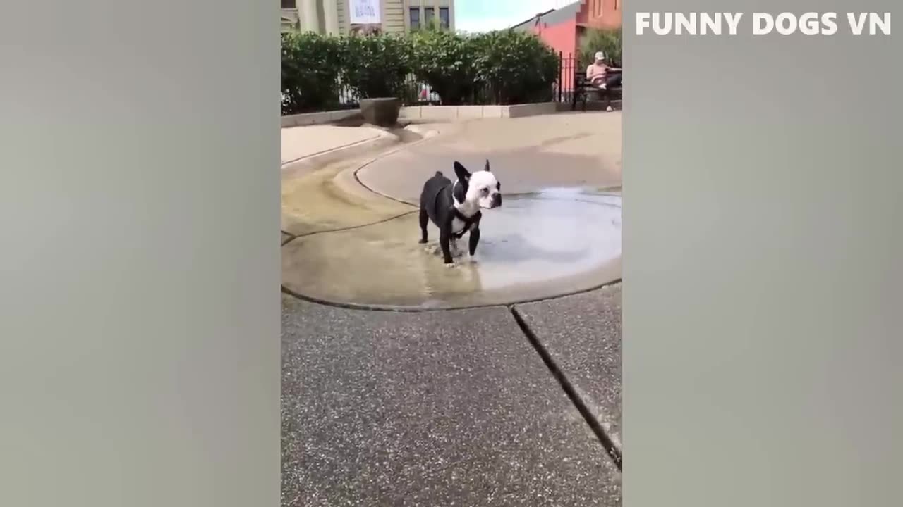 Funniest Pet moments caught on camera.