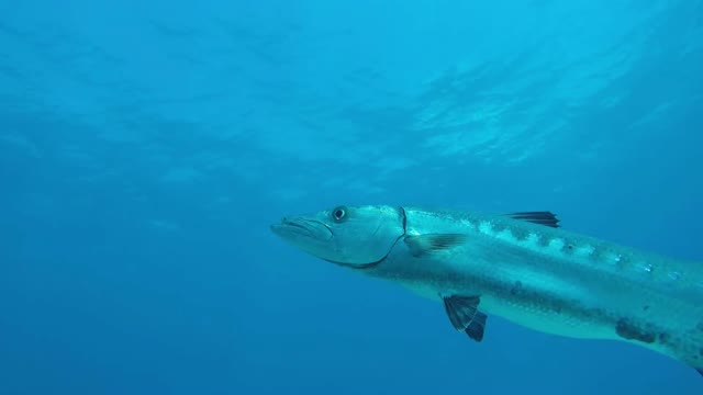 Barracuda ataca peixe!