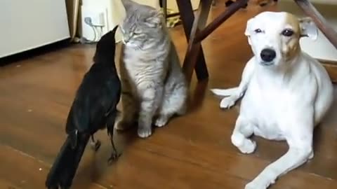 Bird cat and dog