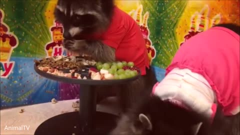Raccoons Wearing Clothes - FUNNIEST Compilation