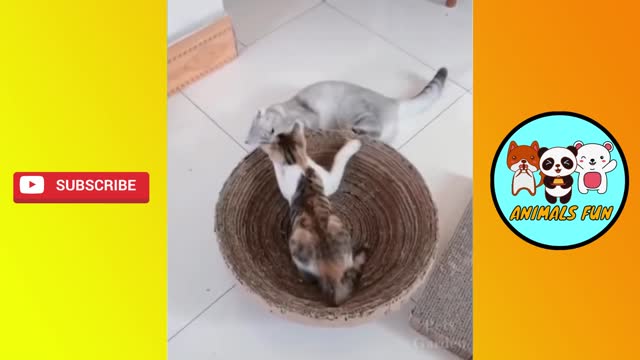 Try not to laugh - guaranteed fail! Funny cats and kittens