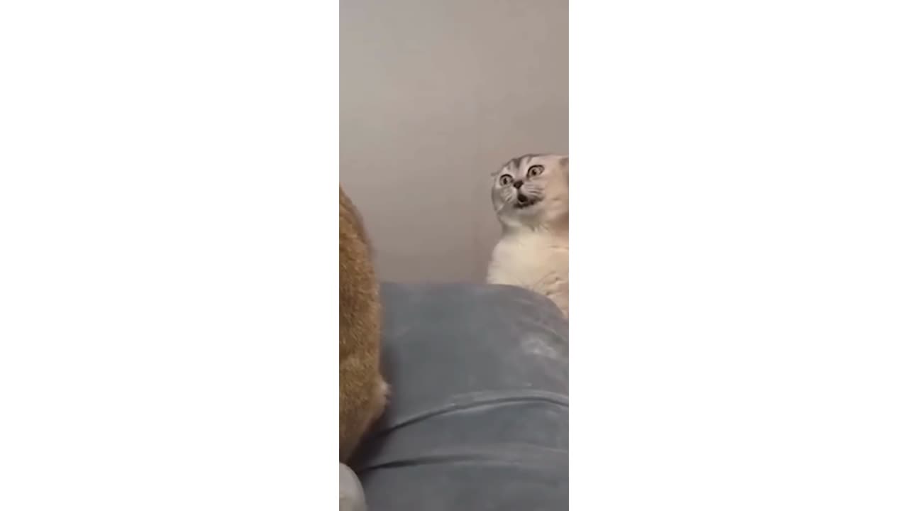 Try Not To Laugh - Cats Edition