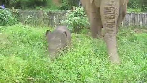 A three week old baby elephant exploring his territory (Nong 'Phil strikes out)