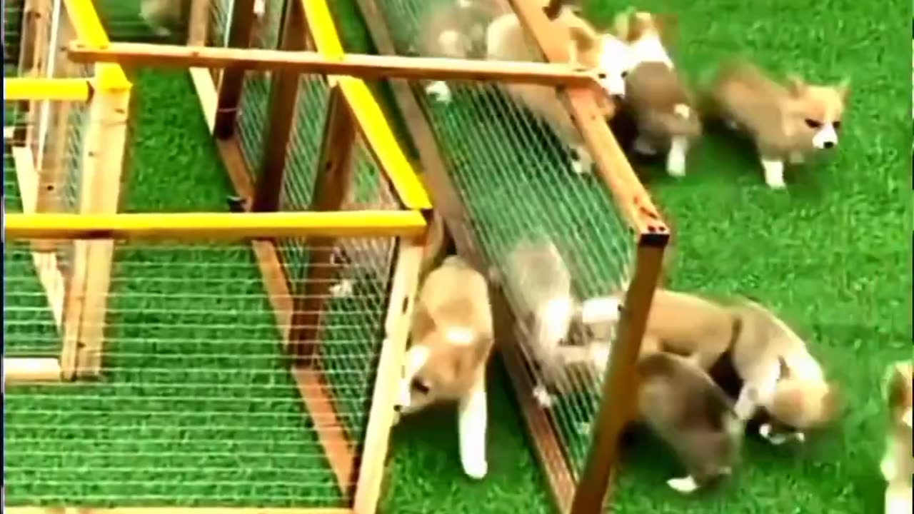 Sigma dog