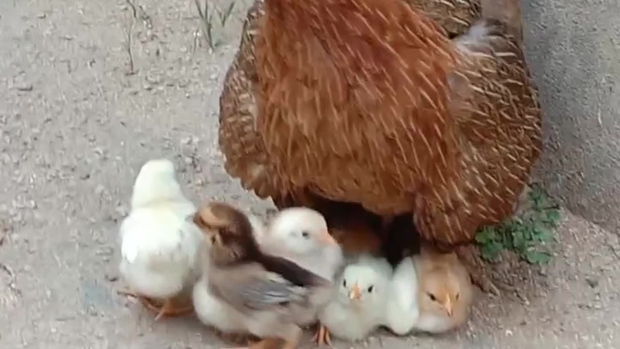 Baby chicks and mother hen 😍